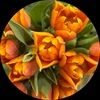 manola_123